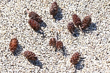 Flowers and cone-like nuts of Japanese alder. Betulaceae deciduous. The bark and fruit contain tannins, which are used as dyes.
