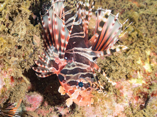 キリンミノ, フサカサゴ科,
Zebra turkeyfish, Dendrochirus zebra, 
他。
ヒリゾ浜南伊豆町中木
静岡県伊豆半島-2025
日本有数のシュノーケリングスポット。
夏の数カ月間だけ渡し船で行ける。
水質透明度魚影が素晴らしい。

