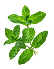 A sprig of green leaves on a white background