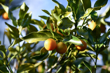 キンカン　kumquat