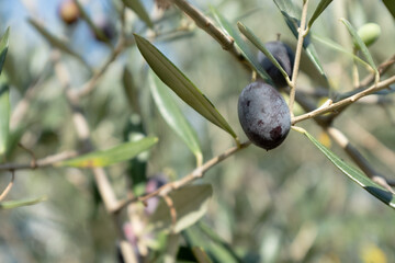 Close-Up of Ripe Olive on Tree Branch &ndash; Olive Tree Leaves and Fruit in Natural Sunlight for Organic Agriculture and Mediterranean Themes. High quality photography