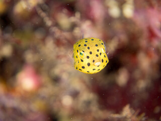 ミナミハコフグ, ハコフグ科,
Yellow Boxfish, Ostracion cubicus,
ハコフグ, ハコフグ科,
Boxfish, Ostracion immaculatus,
幼魚
ヒリゾ浜南伊豆町中木
静岡県伊豆半島-2025
日本有数のシュノーケリングスポット。
夏の数カ月間だけ渡し船で行ける。
水質透明度魚影が素晴らしい。
