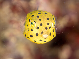 ミナミハコフグ, ハコフグ科,
Yellow Boxfish, Ostracion cubicus,
ハコフグ, ハコフグ科,
Boxfish, Ostracion immaculatus,
幼魚
ヒリゾ浜南伊豆町中木
静岡県伊豆半島-2025
日本有数のシュノーケリングスポット。
夏の数カ月間だけ渡し船で行ける。
水質透明度魚影が素晴らしい。
