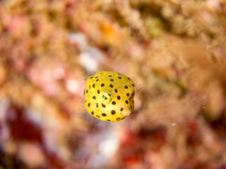 ミナミハコフグ, ハコフグ科,
Yellow Boxfish, Ostracion cubicus,
ハコフグ, ハコフグ科,
Boxfish, Ostracion immaculatus,
幼魚
ヒリゾ浜南伊豆町中木
静岡県伊豆半島-2025
日本有数のシュノーケリングスポット。
夏の数カ月間だけ渡し船で行ける。
水質透明度魚影が素晴らしい。
