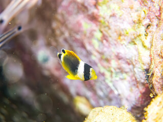 チョウチョウウオ, チョウチョウウオ科,
Oriental ButterflyFish, Chaetodon aurites,
幼魚yg,
他。
ヒリゾ浜南伊豆町中木
静岡県伊豆半島-2025
日本有数のシュノーケリングスポット。
夏の数カ月間だけ渡し船で行ける。
水質透明度魚影が素晴らしい。

