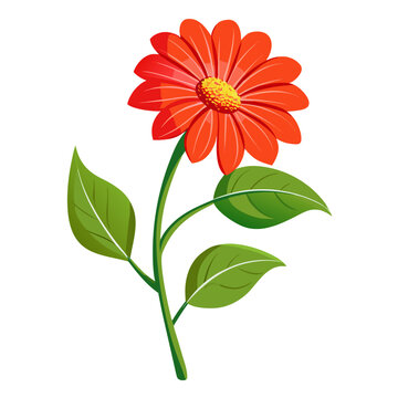 tithonia flower on white background