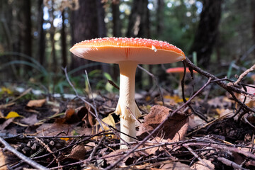 Fly Agaric (Amanita muscaria) Mushroom in Forest &ndash; Iconic Red and White Toadstool Growing Among Autumn Leaves for publication, poster, calendar, post, wallpaper, cover. High quality photography