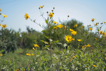 Summer flower meadow with blue sky, selective focus. Yellow chamomiles in grass, selective focus. Flower background for publication, poster, calendar, post, screensaver, cover. High quality photo