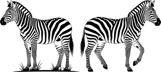 Fototapeta premium “Detailed black and white zebra vector illustration showing standing and walking poses, elegant wildlife design, natural striped pattern artwork ideal for educational and creative graphic projects”