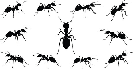 “Detailed black ant silhouettes arranged in various dynamic poses, vector illustration showcasing insect anatomy, natural behavior, and wildlife diversity, ideal for science and nature designs.” © Gita