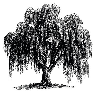 Hand drawn line art illustration of a weeping willow tree depicting its characteristic graceful form for nature and landscape design