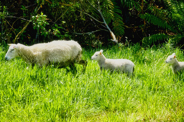 White sheep and lambs walking across lush green pasture in open field