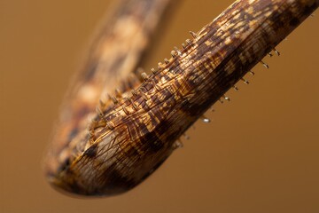 Close-up of a spiky brown caterpillar on a brown background