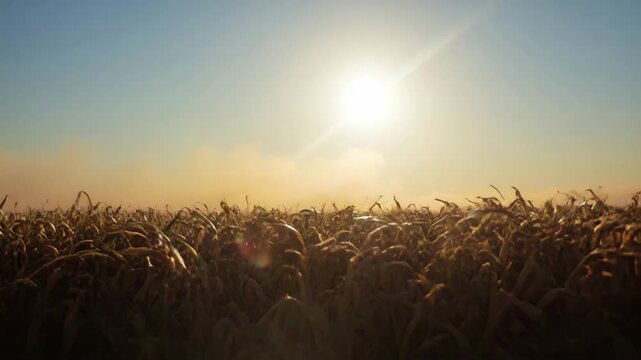 Golden wheat field sunrise landscape with hazy sunlit rows and warm morning haze