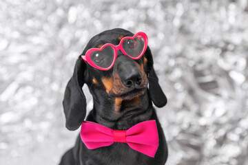 A black and tan dachshund in slightly fogged pink heart-shaped sunglasses and a matching bow tie looks forward while standing against a silver glittery backdrop