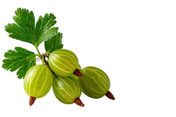 Fresh green gooseberries with leaves on a black background gooseberry fruit