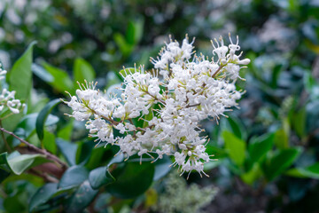 close-up view of delicate white flowers surrounded by vibrant green leaves, capturing the intricate details and natural beauty of the flora