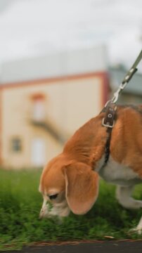 beagle dog near building on leash, urban stroll across sidewalk with attentive nose, joyful tongue out, tricolor coat, owner hand guiding, cloudy sky backdrop, neighborhood architecture visible,