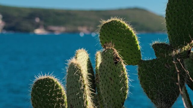 A cluster of green prickly pear cactus pads with sharp spines stands in sharp focus with a vibrant blue sea and distant forested hills softly blurred in the background