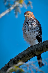 A juvenile Cooper hawk, also known as chicken hawk, on a branch in the backyard 
