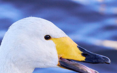 口を開くオオハクチョウの横顔のアップ
