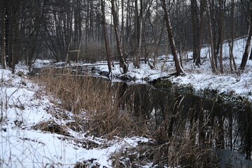 Winter landscape during sunset. Trees covered with snow. Sun rays through the trees