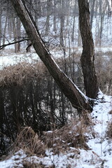 Lake reflection. Winter landscape during sunset. Trees covered with snow. Sun rays through the trees