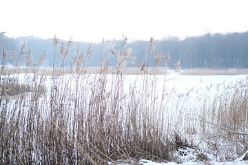 Winter landscape during sunset. Trees covered with snow. Sun rays through the trees
