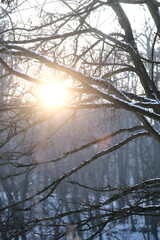 Obraz premium Winter landscape during sunset. Trees covered with snow. Sun rays through the trees