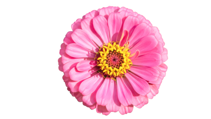 Pink Flower with Yellow Center on Pink Background petals