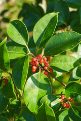 秋から冬に実るクロガネモチの赤い実