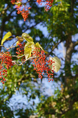 イイギリの赤い実