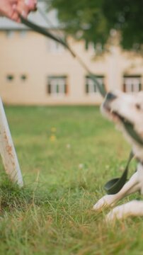 beagle puppy tugging leash in grass, playful resistance against owner hand near building candid outdoor training moment with collar and strap, closeup snout and paws, summer afternoon energy,