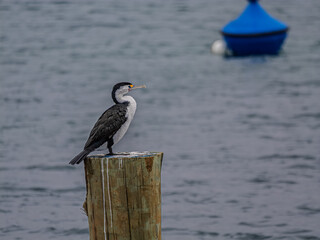 Classic Side On View Of Pied Cormorant