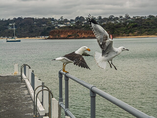 Pacific Gull And Sea Gull About To Take Off