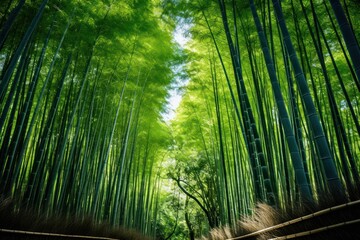 Fototapeta premium Arashiyama bamboo forest landscape outdoors nature.