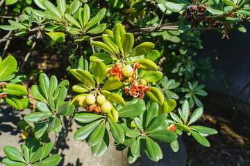 トベラの実・japanese tobira