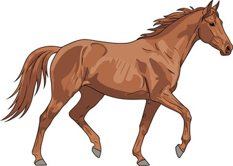 Flat vector illustration of a horse isolated on white background