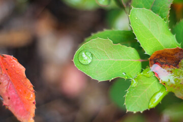green leaf with dew drops