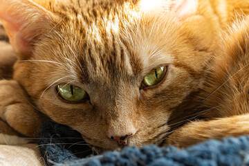 close up of a orange cat