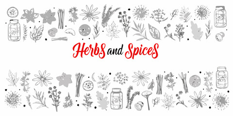 A botanical illustration featuring various herbs spices and illustrated jars © Ranu