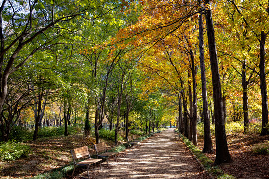 Autumn Promenade in Seoul Forest Park Along A Tree-Lined Walkway with Benches in Peak Fall Color