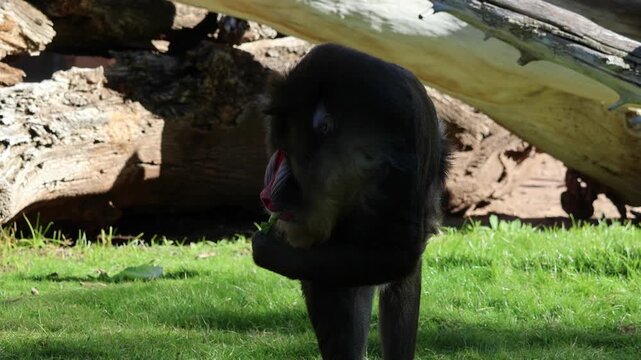 mandrill close up walking showing fangs (ape monkey wildlife photography) captive zoo travel sphinx
