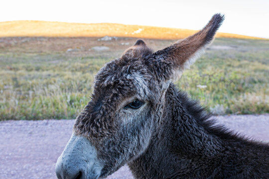 Burro beside the park road at Custer State Park.   