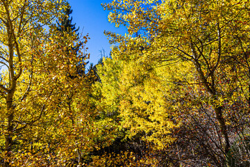 Fototapeta premium Beautiful autumn landscape seen from Cathedral Spires Trail at Custer State Park in South Dakota.
