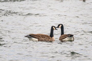 Fototapeta premium The scenic views of the Canadian geese in the frozen lake of Ada Hayden in Ames, Iowa, US.