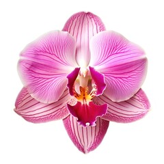 Fototapeta premium Orchid orchid vibrant flower.