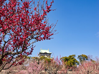 春の絶景！青空に映える紅梅と大阪城
