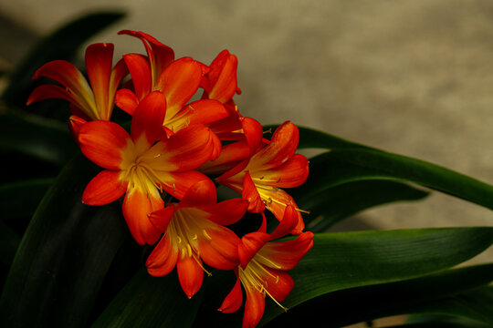 Close up of natal lily flowers clivia miniata flowers in bloom