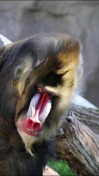 mandrill close up walking showing fangs (ape monkey wildlife photography) captive zoo travel sphinx